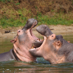 Uganda : a la rencontre de la faune sauvage lors d’un safari inoubliable