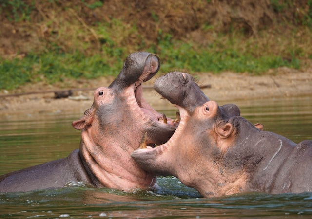 Uganda : a la rencontre de la faune sauvage lors d’un safari inoubliable