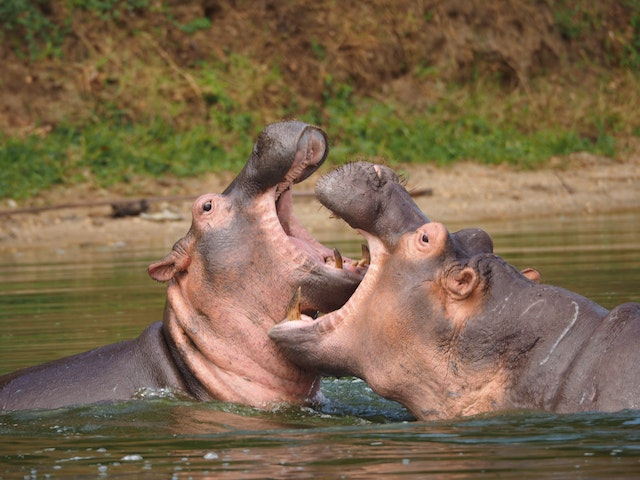 Uganda : a la rencontre de la faune sauvage lors d’un safari inoubliable